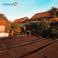 Thuốc lào Tiên Lãng - Vĩnh Bảo