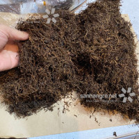 Thuốc lào Tiên Lãng Hải Phòng Loại Cao Cấp - Giá bán 1kg