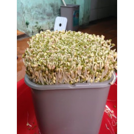 Thiết bị làm rau giá sạch tự động đa năng GV - 102