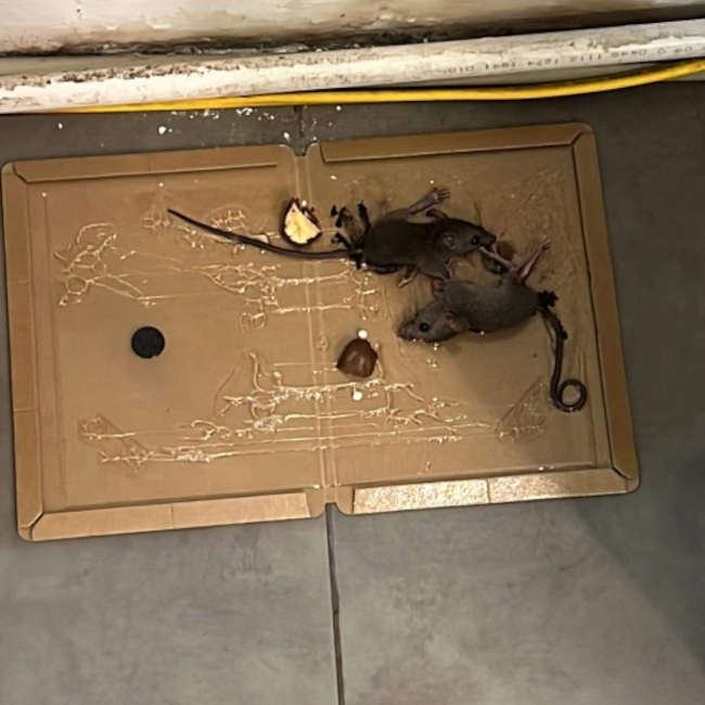 Miếng bẫy chuột siêu dính SANADA Nội địa Nhật Bản (22x 16.8 x0.8cm)